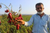 Bursa’da salçalık biberler tarlada çürüyor