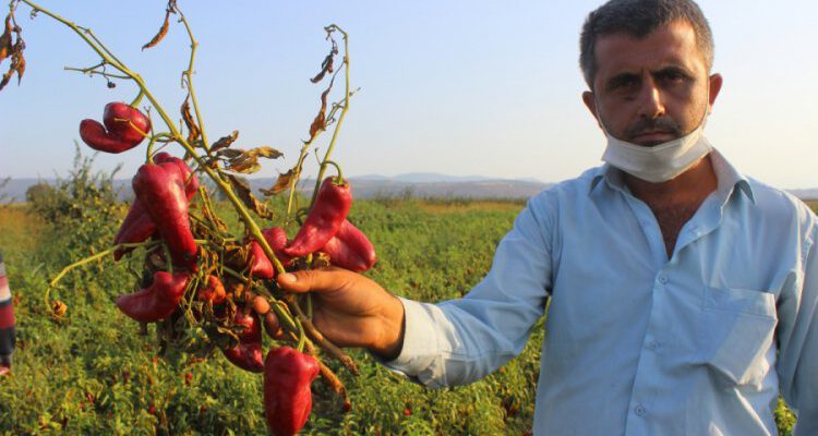 Bursa’da salçalık biberler tarlada çürüyor