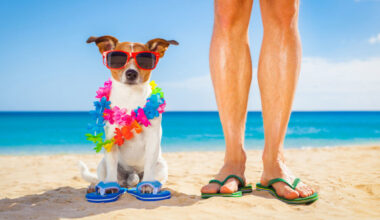 Evcil hayvan sahipleri yaz tatilini nasıl planlamalı Evcil dostlarınızla keyifli tatil mümkün mü