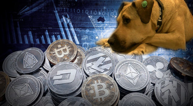 Boji’den ilham alan kripto para birimi hayvanlara yardımı dijitalleştirdi