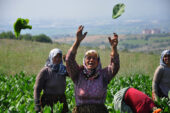 CHP’li Orhan Sarıbal; Kadın çiftçilerin %95’i sosyal güvenceden yoksun!