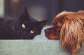 Türk Veteriner Hekimleri Birliği’nden kedi, köpek ve gelinciklerin kimliklendirilmesine ilişkin bilgilendirme!