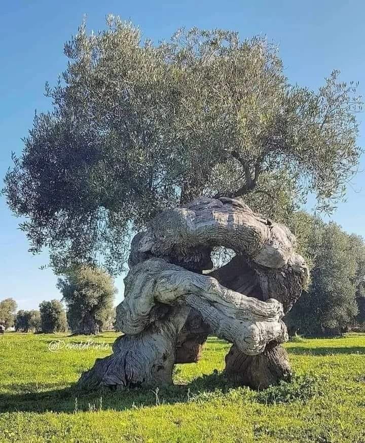 ZEYTİN AĞACINA NEDEN BARIŞIN SİMGESİ DENİYOR BU RESİM KANITI OLMUŞ.