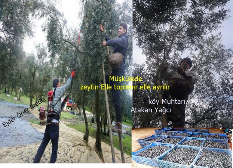 KIVIRCIK ZEYTİNLER MÜŞKÜLEDE TOPLAMAYA DEVAM EDİLİYOR