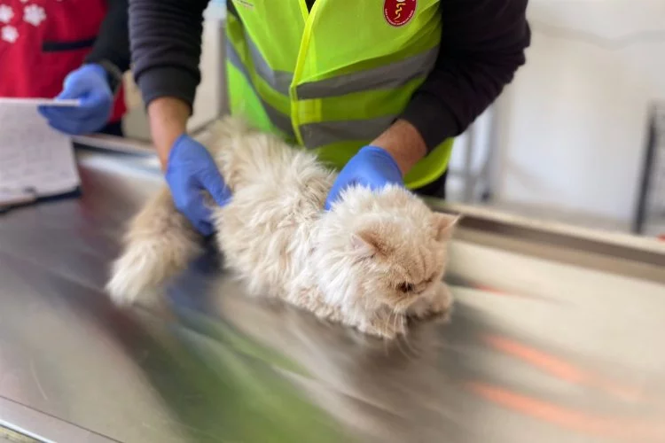 GÜRSULU EKİP İSİMSİZ KEDİYİ BULDU, SAHİBİNİ ARIYOR