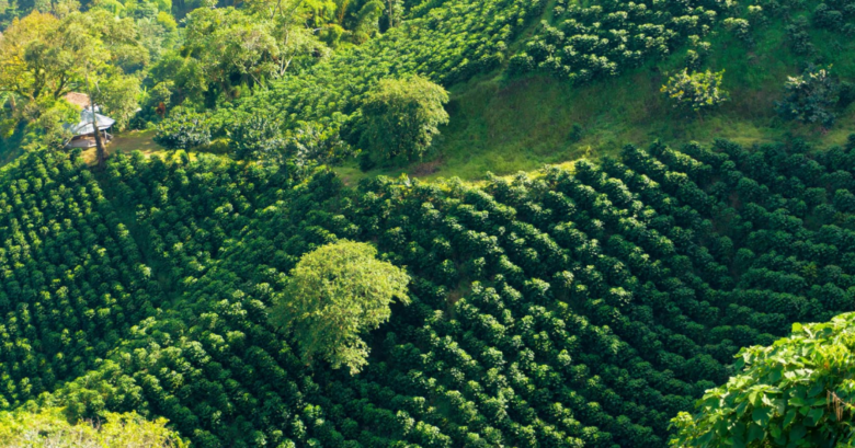 Anisah Coffee, günlük kahve üretimini 3,5 tonun üzerine çıkardı