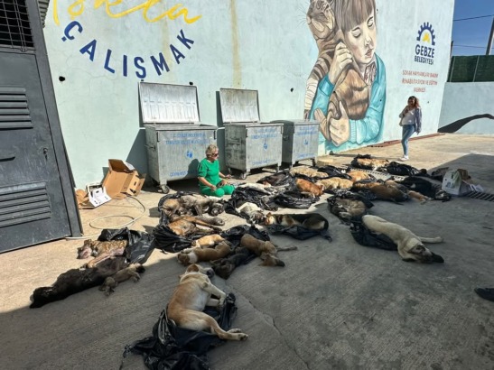 Onlarca köpeği öldürüp çöpe attılar