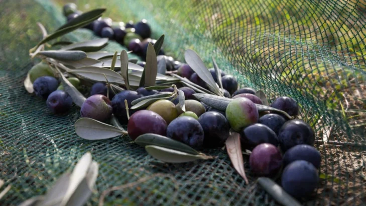 Emeğinin hakkını almak için koca bir yıl çalışan zeytin üreticisi bir kumpasın içerisinde