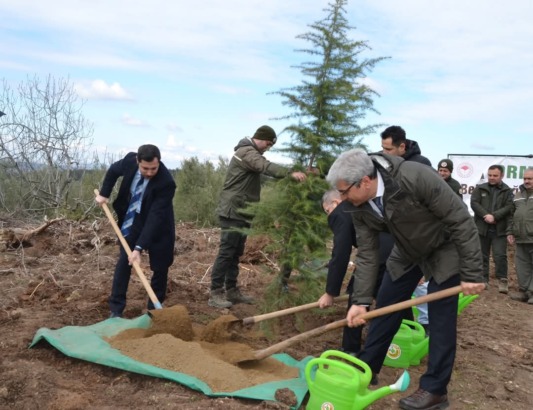 Bursa’da Denetimli Serbestlik Yükümlüleri Karaçam Fidanlarını Toprakla Buluşturdu