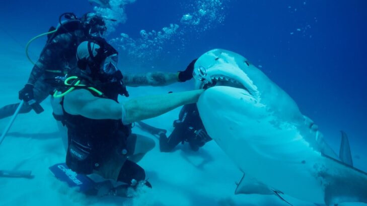 Köpek Balığından Nasıl Kurtulursun?  (How To Survive A Shark Attack)