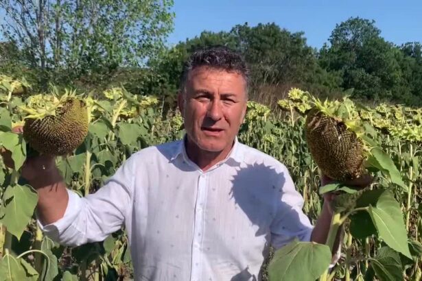 “AYÇİÇEĞİNDE ALIM FİYATI MALİYETİN ALTINDA, ÜRETİCİ ZARARDA”