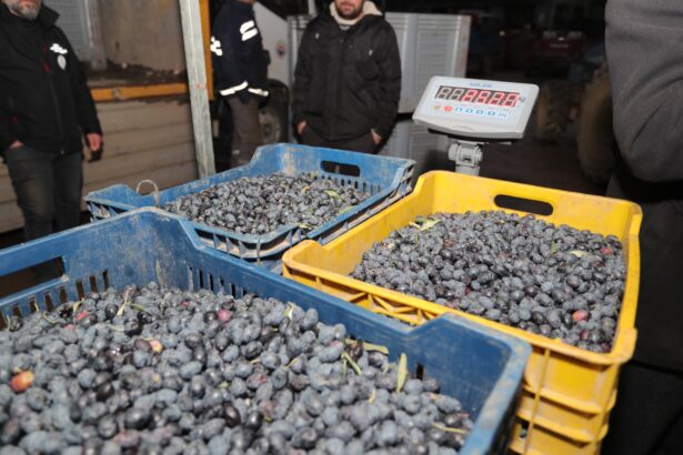 Gemlik Belediye Meclisinde Zeytin Tanıtımı ve Engelli Atölyesi Gündeme Taşındı