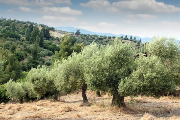 “Su, Zeytin ve Ormanı Çalıyorlar!”