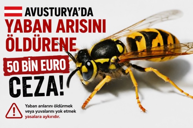 Avusturya’da Yaban Arısını Öldürene 50 Bin Euroya Kadar Ceza