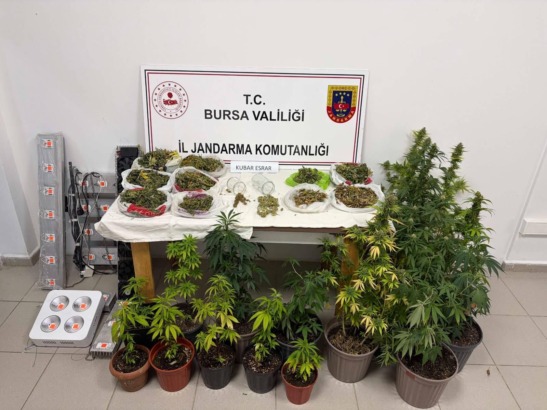 Bursa’da Jandarmadan Uyuşturucu Operasyonu: Kenevir Bitkileri ve Kilolarca Esrar Ele Geçirildi