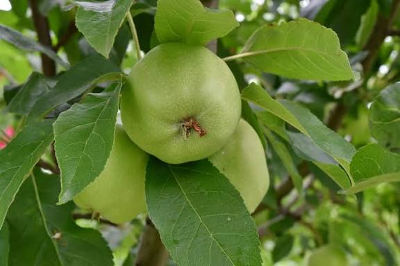 ELMA AĞACINDAN PORTAKAL BEKLEYENLER